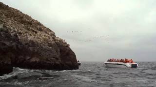 les îles Ballestas Pérou n°2