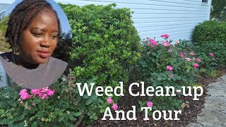 Garden Tour, Deadheading Roses, Fertilizing and Weed Pulling. [ Zone 7B Gardening Waldorf MD.] 🌱❤️🍁