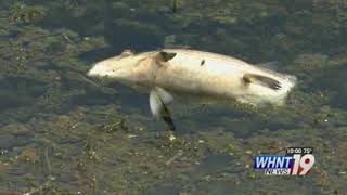 Fish Kill Investigation Underway in Jackson County