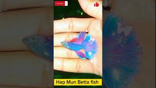 🔥হাঁফ মুন বেট্টা ফিশ ||🔥beautiful beta fish || #bettafighter #betta #viral #shortvideo #fish #betta