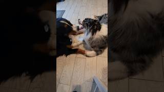 Lazy Play Time 😆😁🐾 *Sound on*  #shorts #australianshepherd #bernesemountaindog #funny