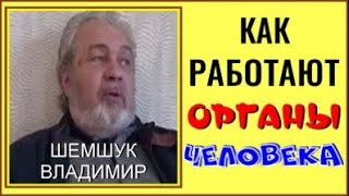 КАК РАБОТАЮТ ОРГАНЫ ЧЕЛОВЕКА. Шемшук Владимир