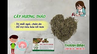 Cây Hương Thảo - Công dụng của cây hương thảo