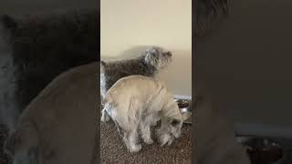 Schnauzer Wilma is bullying Bernadette