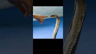 This is How Snake Venom is Released #wildanimals #animals