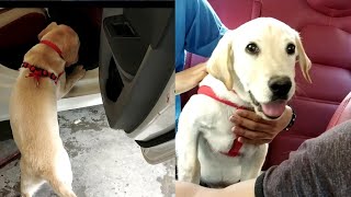 आजाओ। कौन-कौन चलेगा घूमने 😁 | Cute Lab Puppy fun video