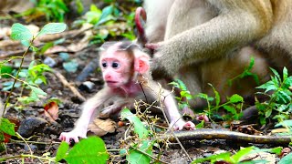 Great Lovable Baby, Mother Molia Allows Baby To Do Actions With Cute Actions