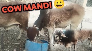 cow mandi lagna shuru hogayi ❤️😊[mandi vlog]