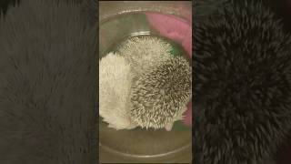 😂Куча разноцветных ежат. Cute and funny hedgehog #ezhikafro #hedgehog #cuteanimals #animals #cute