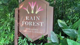 Rain Forest | Botanic Garden, Singapore