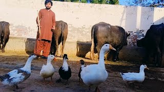 Goose ,Ducks  Hens and Chakoor Birds are Hungry and Angry 😡 | Majid Joza