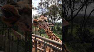 Hungry Giraffe🦒| #wildanimals #africanwildlife #natgeowild #giraffe #shorts