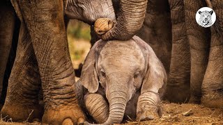 Fascinating Elephant Facts | Save the Elephant Day 2023