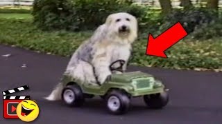 LOS ANIMALES TAMBIÉN SABEN DE AUTOS