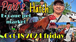 Part 2 hatch bocaue pet market boss perry , Oct 18 2024 friday