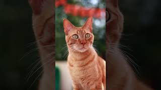 Cute Italian Cat Looking...|| cute italian cat being friendly || #pakisanigemstones #viral #trending