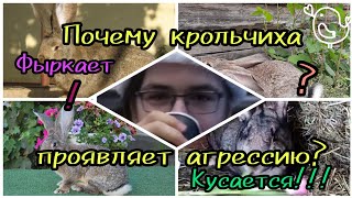 Почему крольчиха проявляет агрессию?