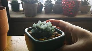 Haworthia cooperi again #sorrynotsorry