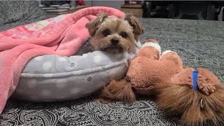 Good night,  Rylies truly grateful for you... #yorkies #cute #Rylie