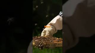 Bees for honey