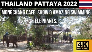 😮😮Thailand Pattaya 2022 4K Amazing Mongchang Cafe. Swimming Elephants and Show. ❤️💕 #Thai food