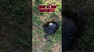 Watch Baby Turtle HAUL Like A FREIGHT TRAIN!! 🚂 🐢 #shorts #fishing