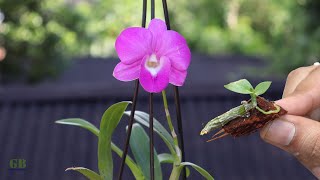 Dendrobium orchid propagation from cuttings (with update)