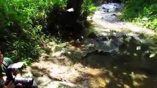 Puddling butterflies at Gopeng