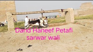 wa dand wa bahot khob bull Haneef Petafi sarwar wali