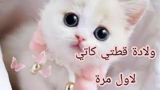 #سبحان_الله😿 كيف تعاملت كاتي🐈🐈 مع مولودها الاول😳♥️♥️