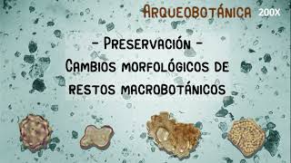 Arqueobotánica: Preservación - Cambios morfológicos restos macrobotánicos