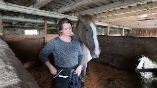 How to put on a halter. Young horse. Estonian native horse. PART 1