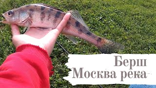 Ловим берша | Москва река | Коломенский парк