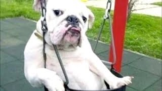 Funny Dogs Behaving Like Humans - Dogs Acting like Humans || BEST OF