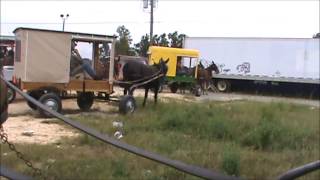 2013 NW Alabama Wagon Train from Mt  Hope to Winfield Mule Day