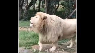 FUNNY: Singing Lion All 3 parts HD