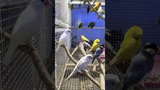 Lovebirds | Beautiful Birds #shortvideo