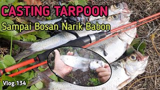 CASTING TARPOON ( Sampai Bosan Narik Babon ) VLOG.134