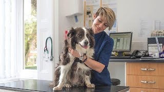 Hannah Capon - Founder of Canine Arthritis management discuss the benefits of PawSafe commercial