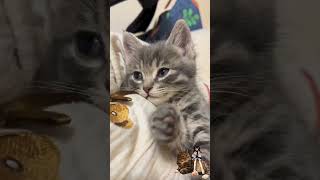 С добрым утром #котики #котвидео #cat #кошкивидео