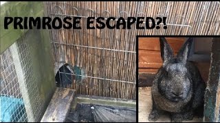 Primrose escaped?! ( + Mini Guinea Pig Hutch Tour)