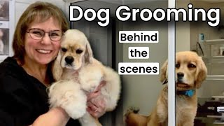 Dog Grooming Livestreams! Mini Doodle, Shih Tzu, Havanese. Grande Style Pet Grooming Tampa.