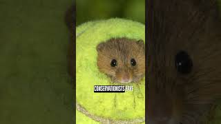 The Cutest Mouse Little House 🎾