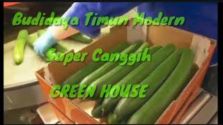 Budidaya timun modern super canggih di greenhouse