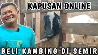 KAPUSAN‼️ BELI KAMBING KOK DI SEMIR RAMBUT🤭