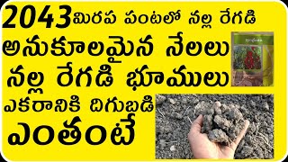 2043 redchilli benifits on black soil/నల్ల రేగడి నేలలు 2043 benifits#syngenta #thrips