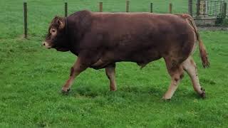 Limousin Bull AE1