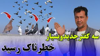 سه کفتر جدید وبسیار خطرناک به خیل افزود شد/082Afghan Shawqi