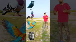 Tractor wheel to parrot pingen crow peacock 🦚 #shortsfeed_ #viralvideos #shortvideos #short