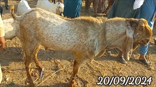 Ahmed Pur Sharqia Bakra Mandi Update|20/09/2024|#Mandivisit|